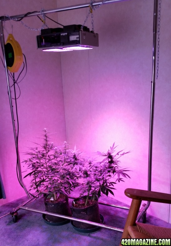 grow_room_611.jpg