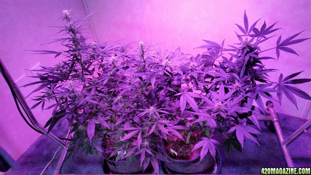 grow_room_713.jpg