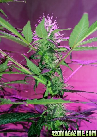 grow_room_82.jpg