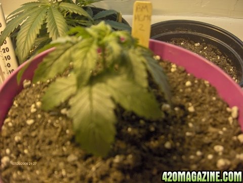 grow_update_001.JPG