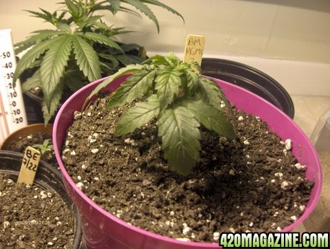 grow_update_002.JPG