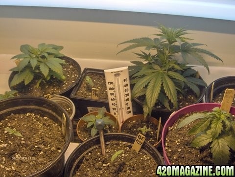 grow_update_003.JPG