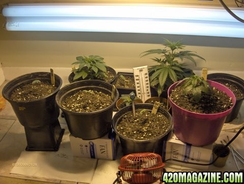 grow_update_004.JPG