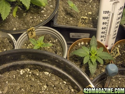 grow_update_005.JPG