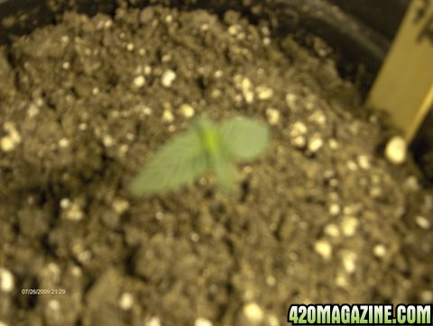 grow_update_008.JPG