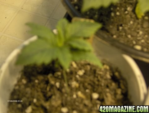 grow_update_009.JPG