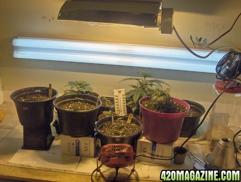 grow_update_010.JPG