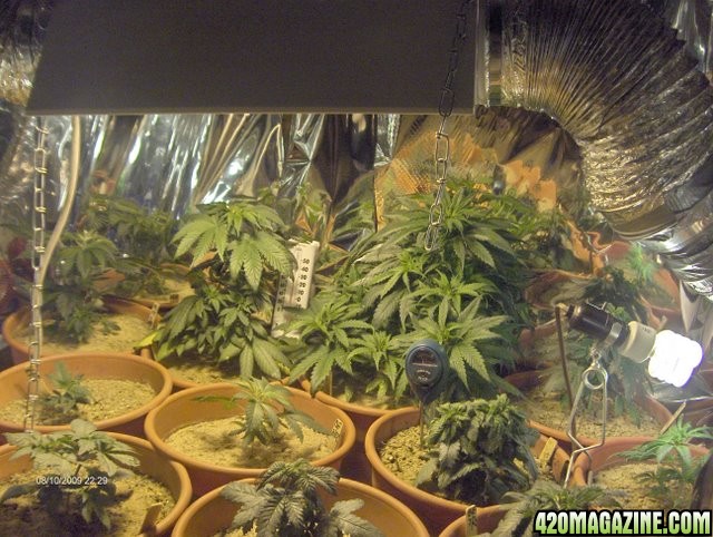 grow_update_0101.JPG