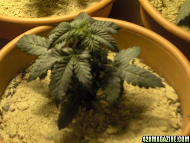 grow_update_011.JPG