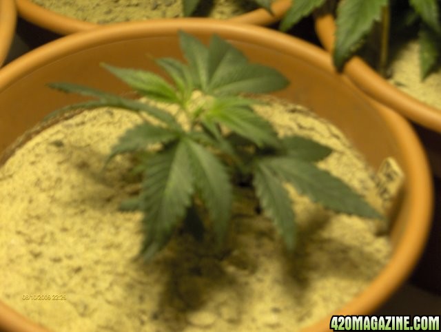 grow_update_012.JPG