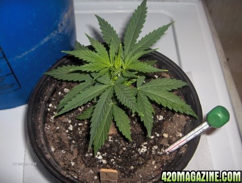 grow_update_029.JPG