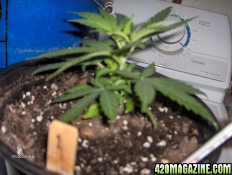 grow_update_030.JPG