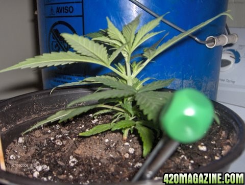 grow_update_031.JPG