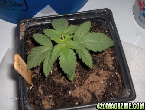 grow_update_032.JPG