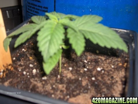 grow_update_033.JPG