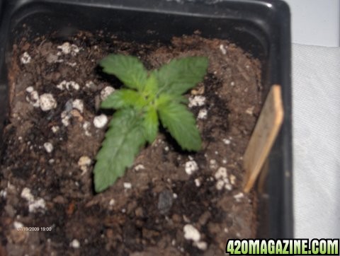 grow_update_034.JPG