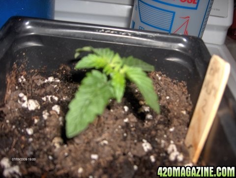 grow_update_035.JPG