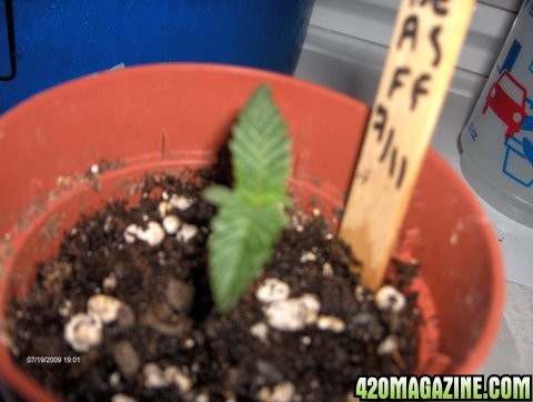 grow_update_036.JPG