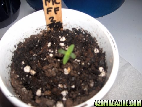 grow_update_037.JPG