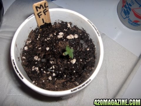 grow_update_038.JPG