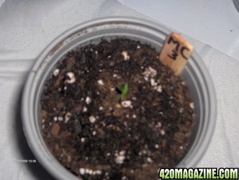 grow_update_039.JPG