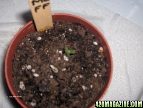 grow_update_040.JPG