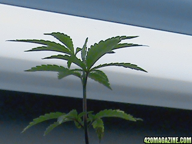 happySeedlings-02.jpg