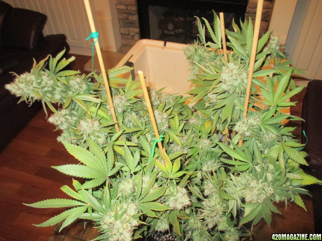 harvest_day_130_flip_63_bubblegum.jpg