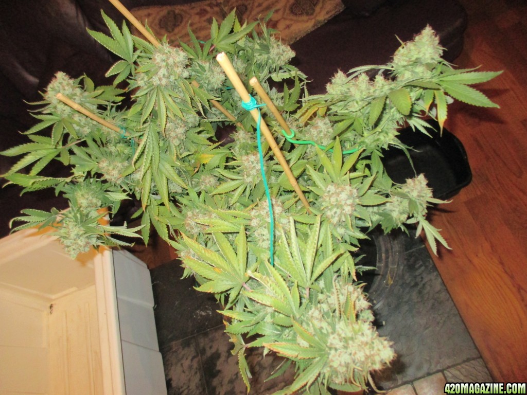 harvest_day_130_flip_63_bubblegum_2.jpg