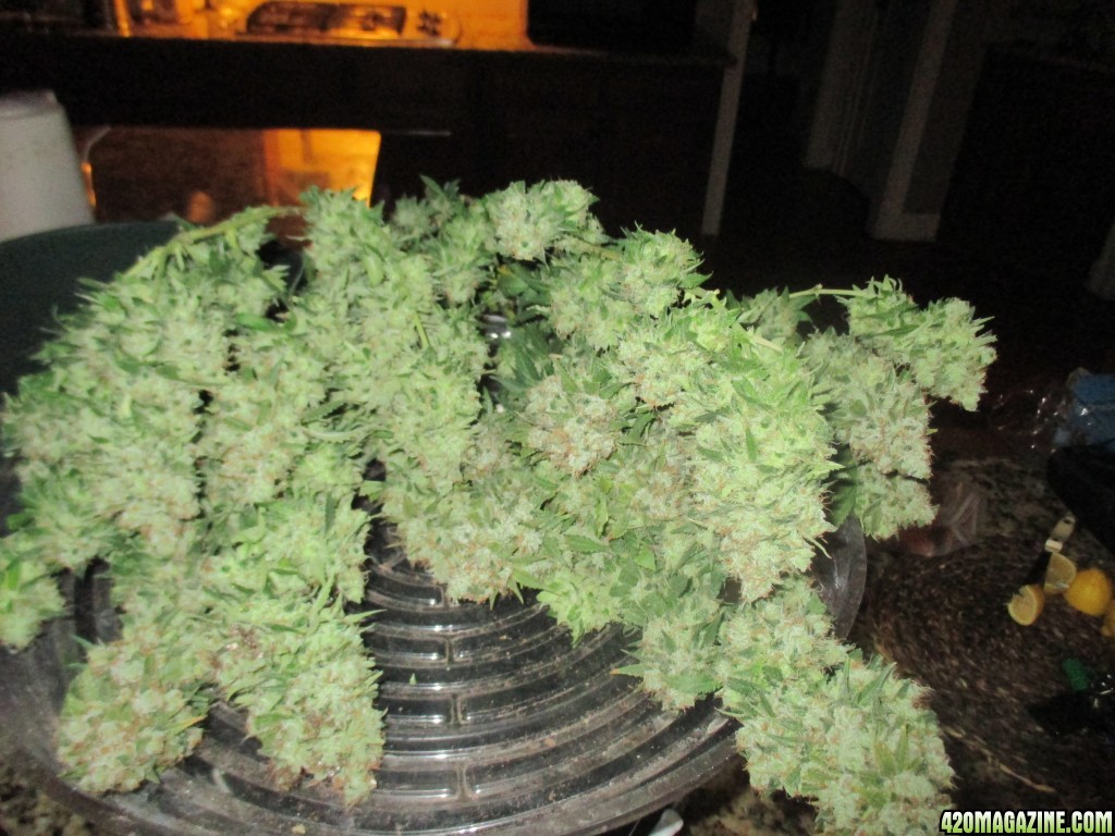 harvest_day_130_flip_63_bubblegum_3.jpg