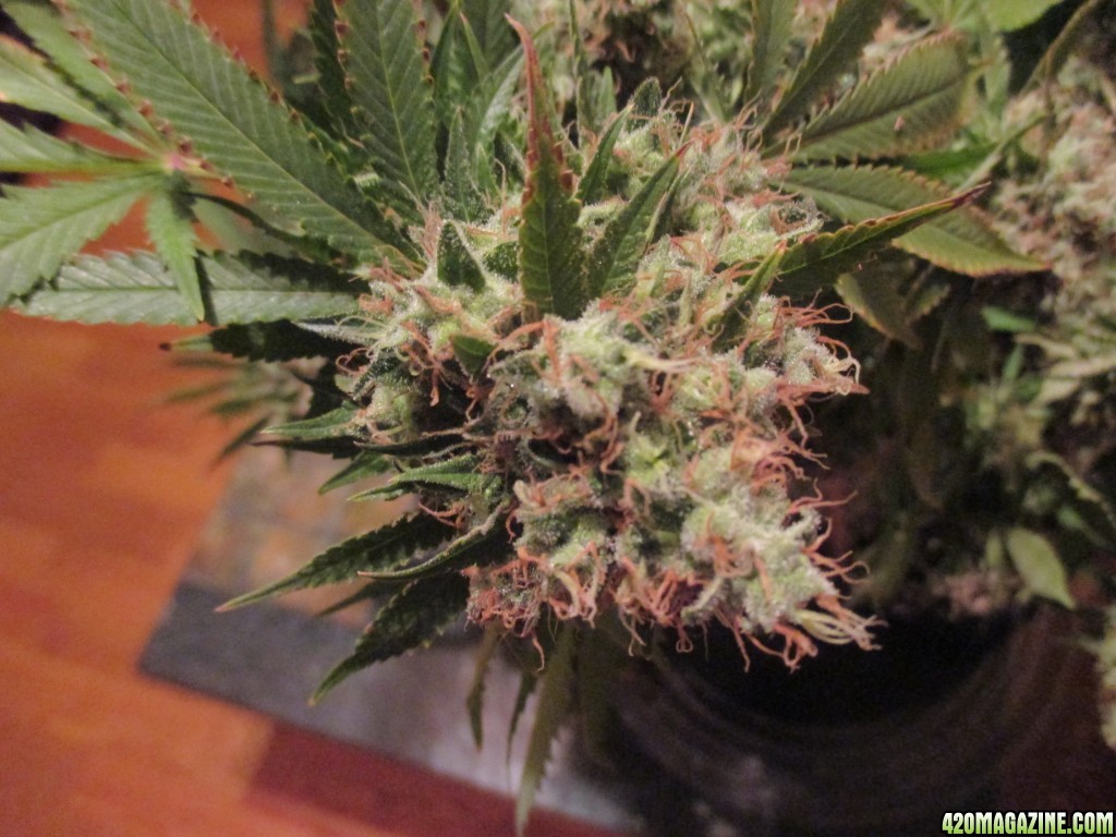 harvest_day_130_flip_63_bubblegum_bud.jpg