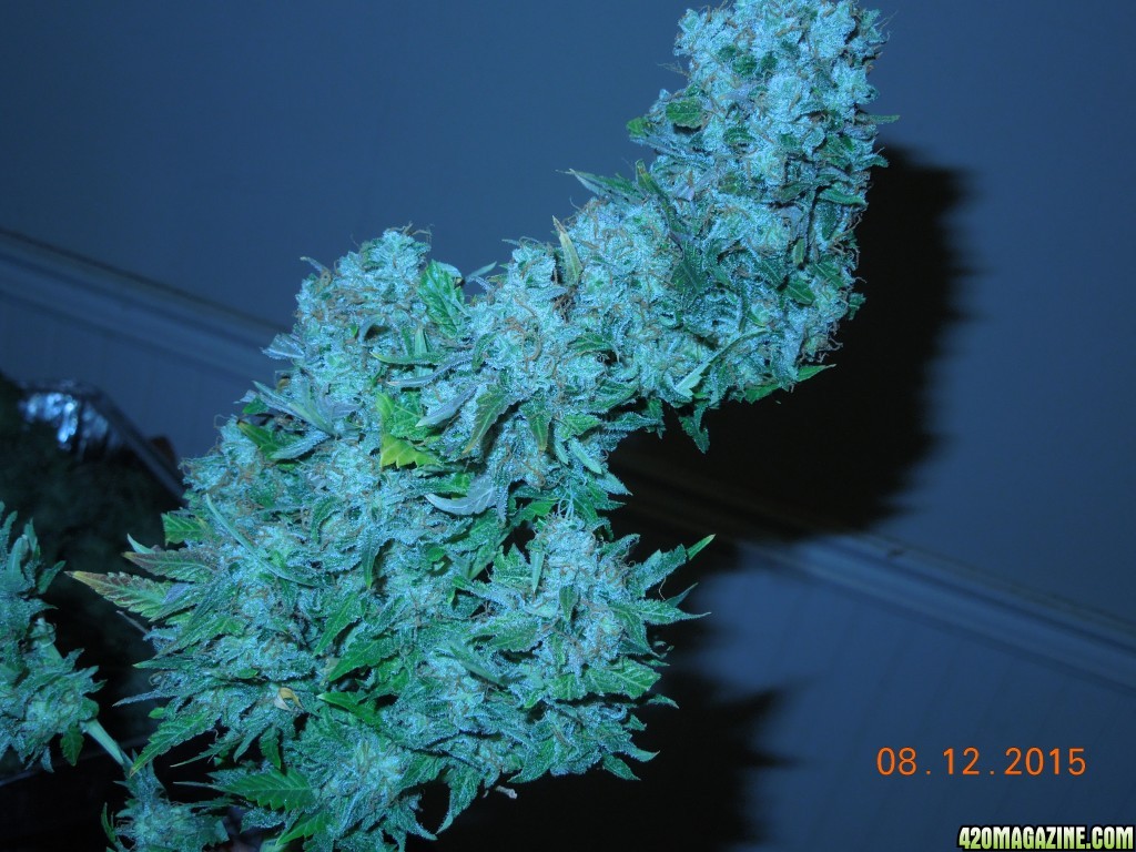 harvest_pics_day_159_bud_2_jpg.jpg