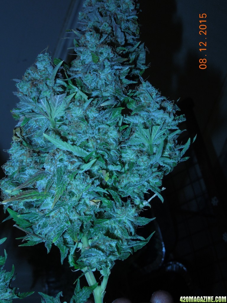 harvest_pics_day_159_cola.jpg