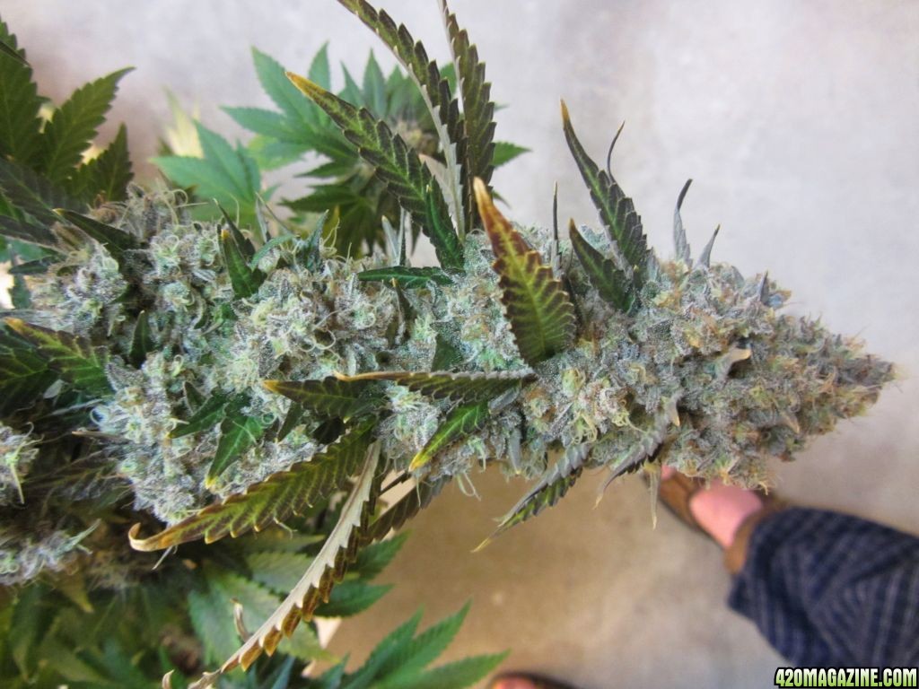 heavy_bud_broke_Blue_Mystic_010.JPG