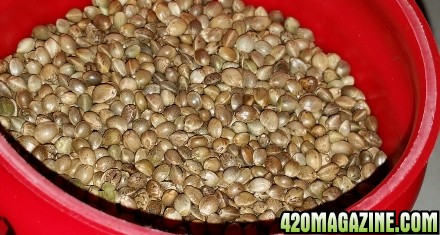 hemp_seeds4.jpg