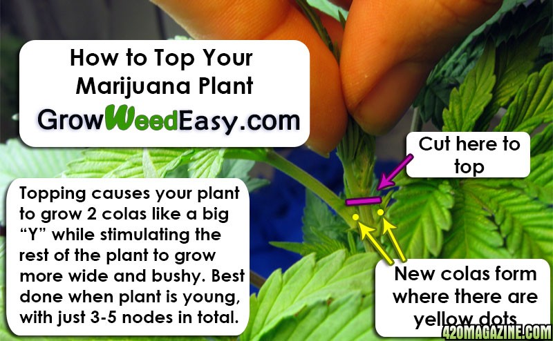 how-to-top-your-marijuana-plant.jpg