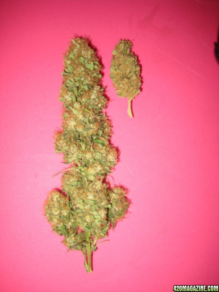 indoor_outdoor_rainbow_kush_2_.JPG