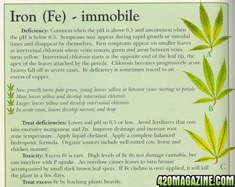 iron-info-marijuana.jpg