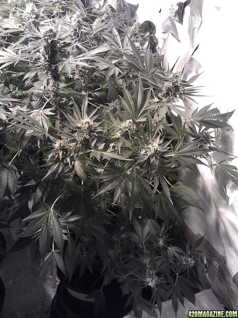 jack_frost_5_weeks_into_flowering_1_.jpg