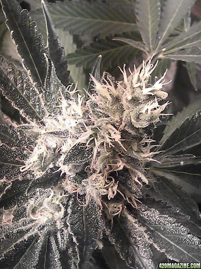 jack_frost_7_weeks_into_flower.jpg