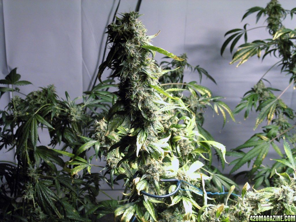 jack_herer_week6of8.jpg