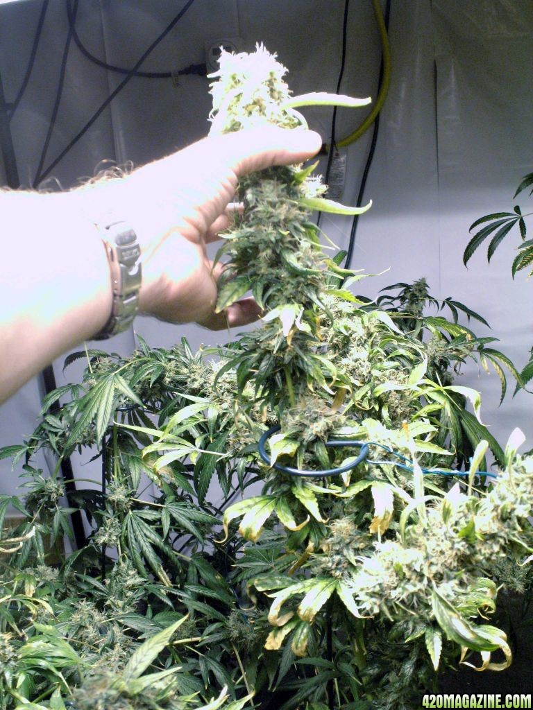 jack_herer_week6of8_hand.jpg