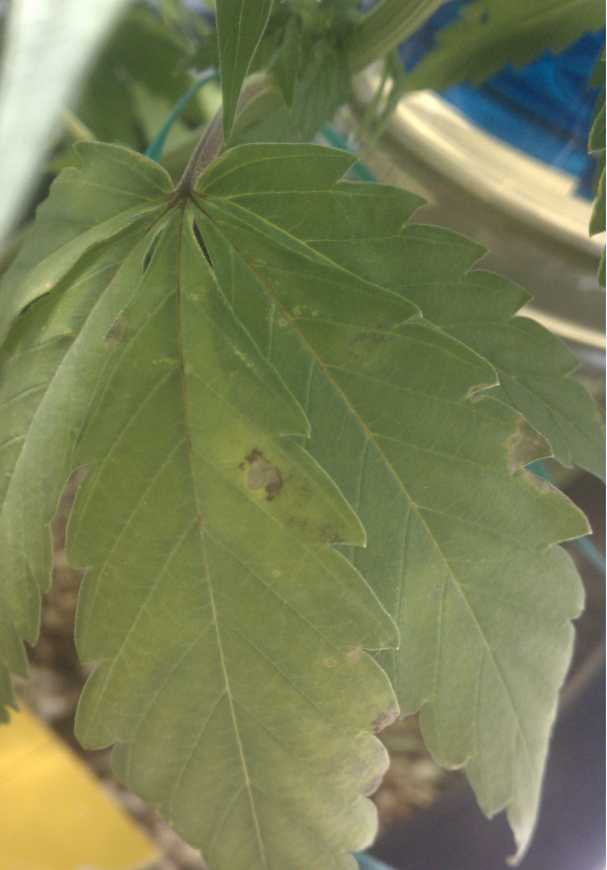 july12-lower-leaves-brown-spots-2.png