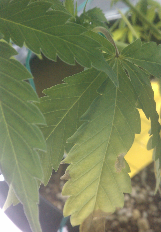 july12-lower-leaves-brown-spots-3.png
