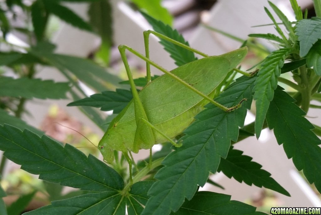 katydid.jpg