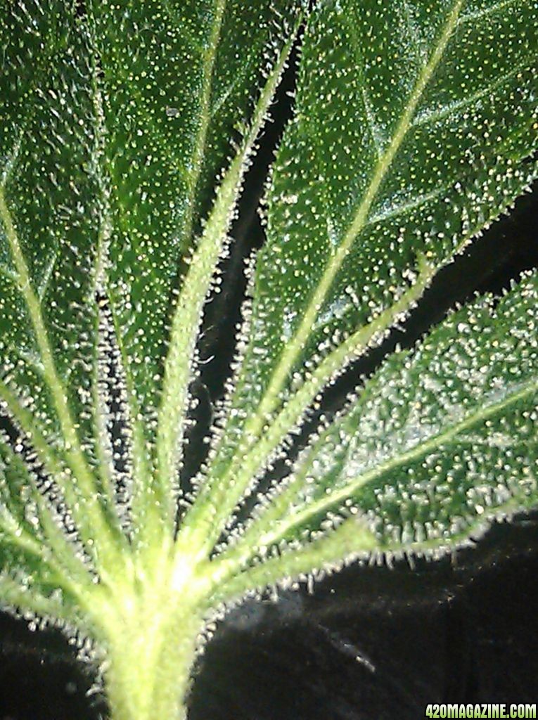 latest_jack_frost_nearly_8_weeks_flower.jpg