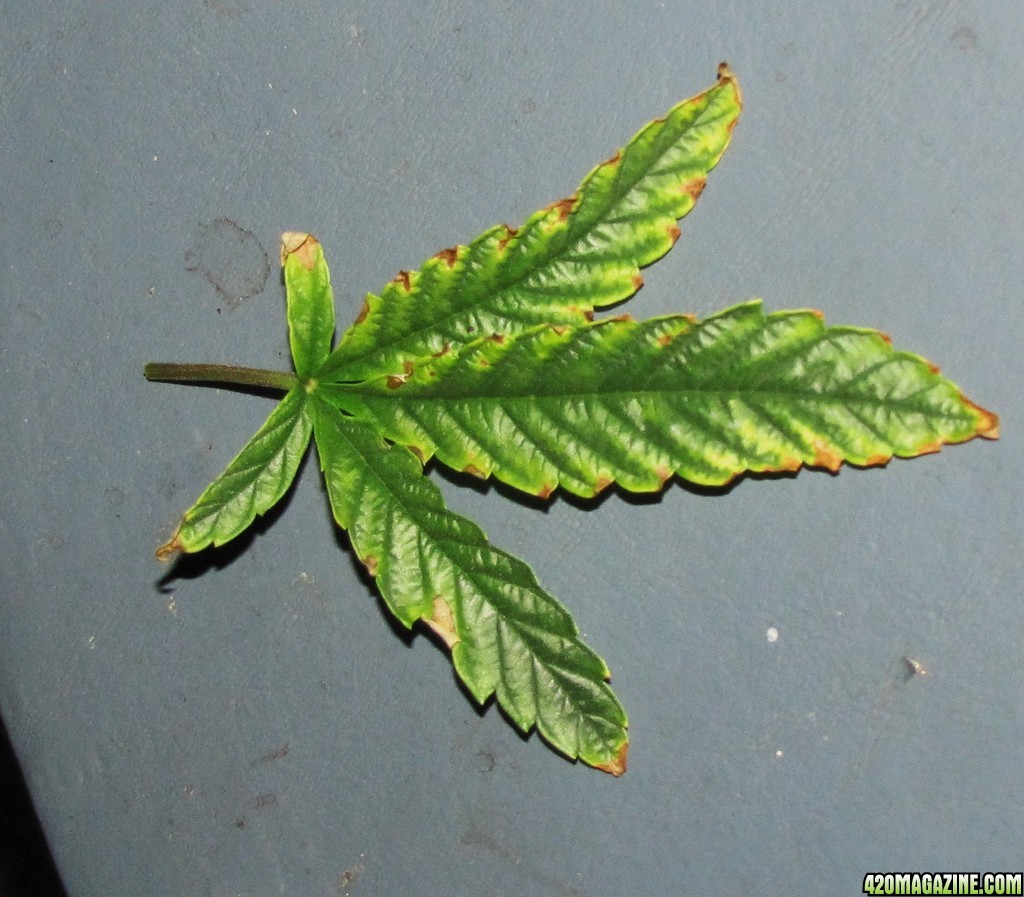 leaf40.JPG