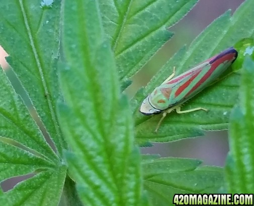 leaf_hopper.jpg