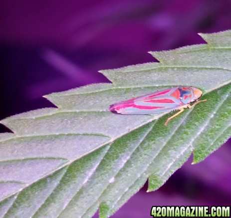 leaf_hopper_2.jpg