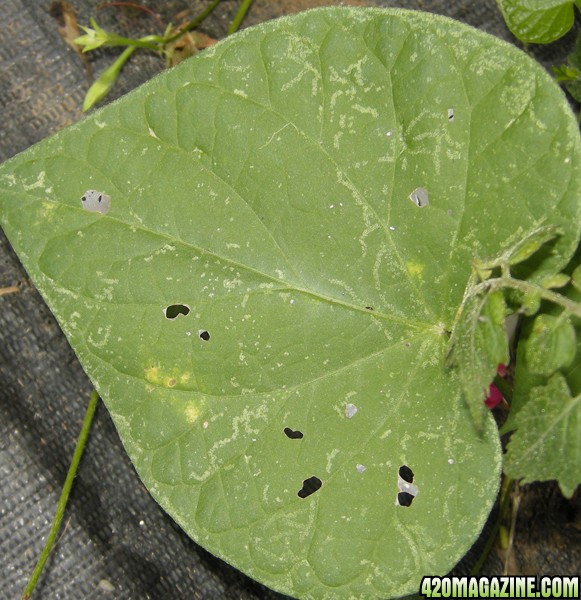 leaf_spots_white_flies.jpg